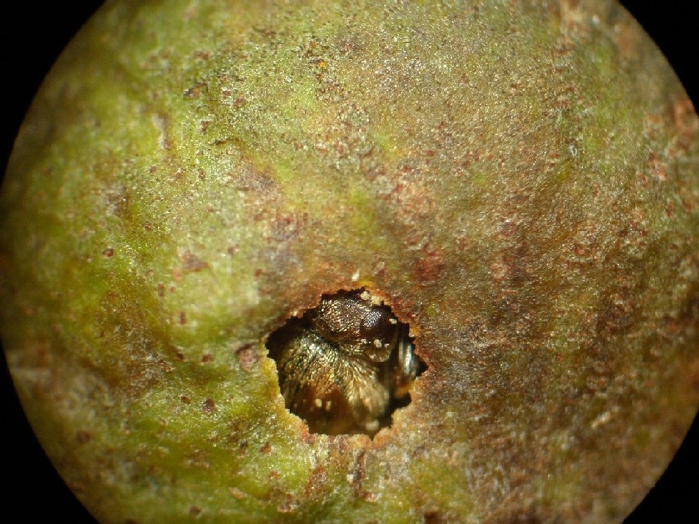 Andricus dentimitratus